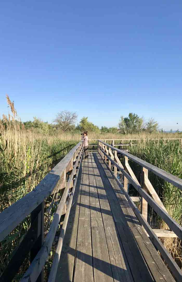 Neusiedler See